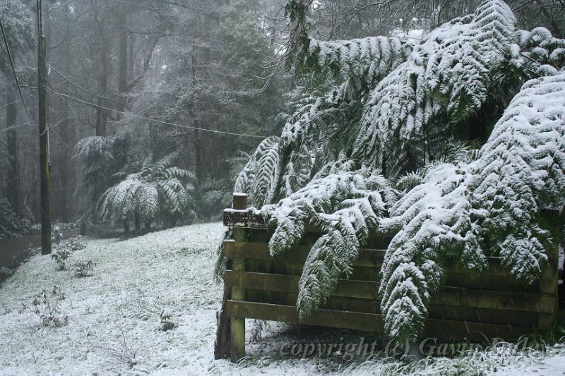 Snow on tree ferns, Sassafras IMG_7559.JPG